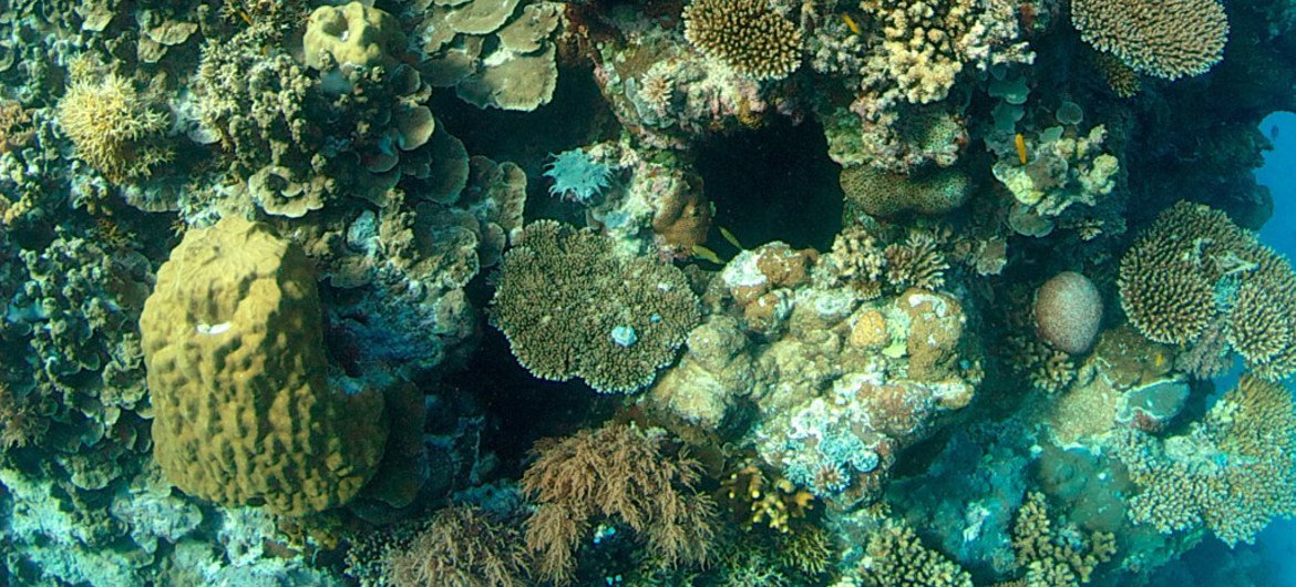 Коралловые рифы. Фото ЮНЕП