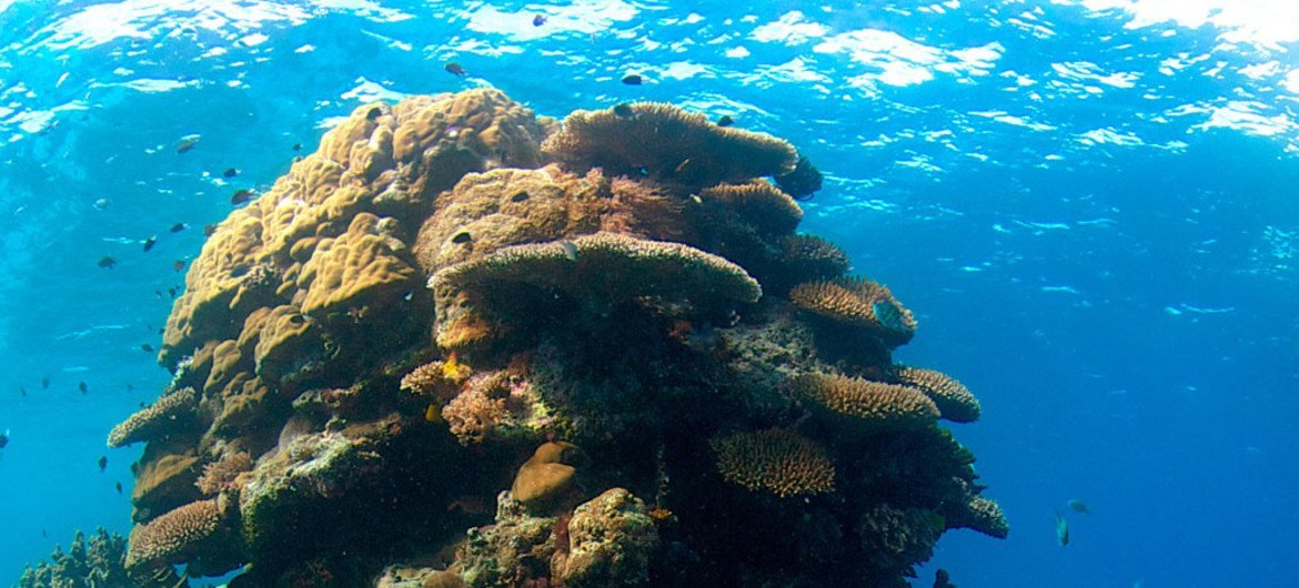Os recifes de coral fornecem alimento e meios de subsistência para centenas de milhares de pessoas no mundo e mais de um quarto da vida marinha depende deles
