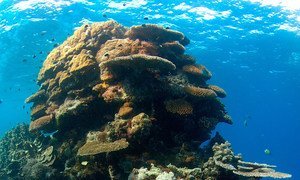 Si les tendances actuelles se poursuivent, 99% des récifs coralliens mondiaux subiront un blanchiment sévère au cours du siècle. Photo: PNUE/Jerker Tamelander