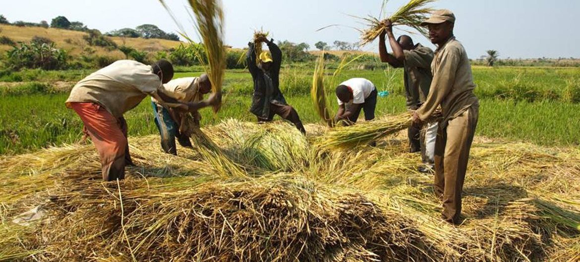 Agricultores golpean arroz para desprender los granos cerca del pueblo de Kamangu, República Democrática del Congo. Foto: FAO / Olivier Asselin
