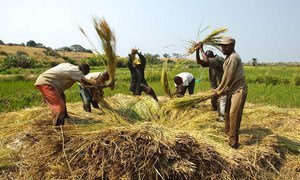 Les agriculteurs battent le riz pour libérer les grains, près du village de Kamangu, en République démocratique du Congo. Photo FAO / Olivier Asselin