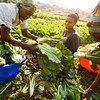 一名妇女从刚果民主共和国卢本巴希农民的蔬菜田里采购白菜。