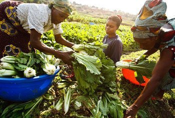 A woman purchasing cabbage from a farmer in a vegetable field in Lubumbashi, Democratic Republic of the Congo.