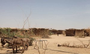 A village in Ethiopia weathers the drought where many have lost their livestock.
