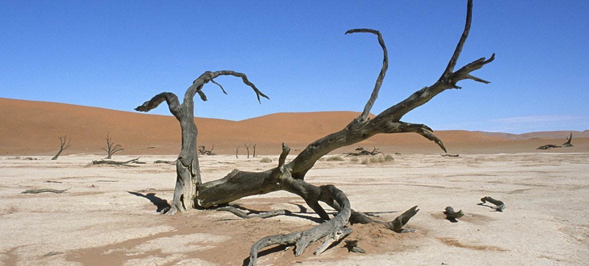 A fallen tree in Namibia's Namib desert.