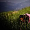 A woman farmer working in a wheat field in rural Nepal.