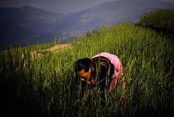 La guía de la FAO busca ayudar a  los responsables de políticas, gestores de programas y agricultores es a seguir prácticas más sostenible y productivas. Foto: FAO/Saliendra Kharel