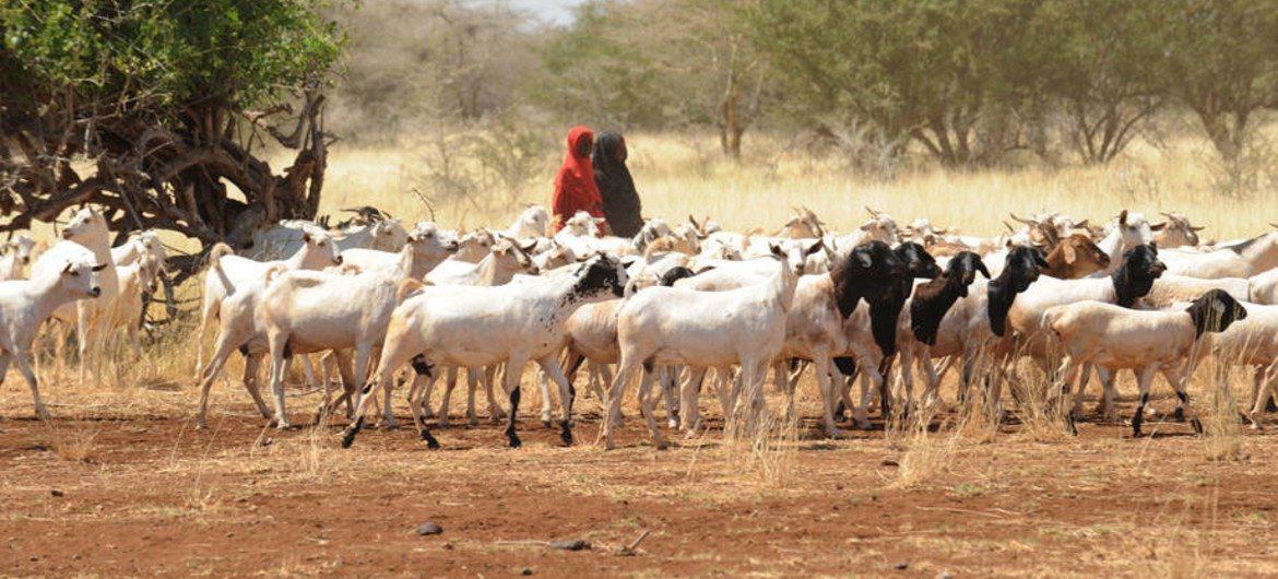Los agricultores y granjeros del Cuerno de África sufren debido a la sequía. Foto: FAO/Simon Maina