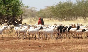 Farmers in the Horn of Africa need urgent support to recover from consecutive lost harvests and to keep their livestock healthy and productive.
