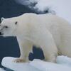 Белый медведь стоит на льдине рядом с темной водой.
