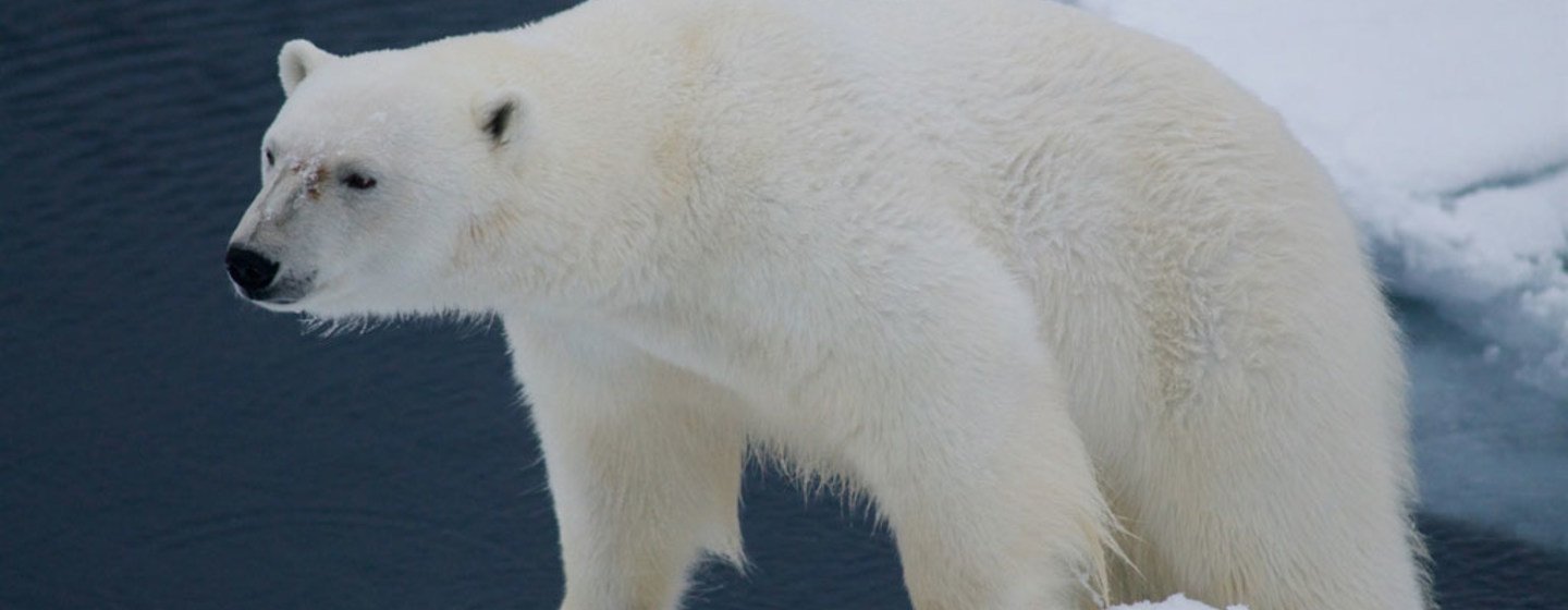 Белый медведь на Шпицбергене, норвежском архипелаге, расположенном между материковой Норвегией и Северным полюсом.