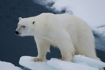 Белый медведь на Шпицбергене, норвежском архипелаге, расположенном между материковой Норвегией и Северным полюсом.