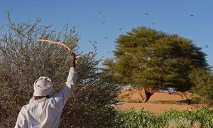 A man beating a bush with a stick to show desert locusts swarming near Fada, Chad. FAO toolbox shows how prevention, early warning and preparedness can help control desert locust and other transboundary threats.
