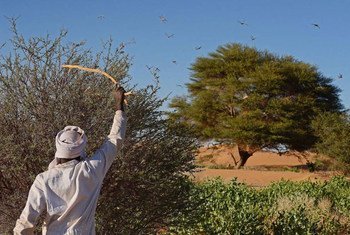 A man beating a bush with a stick to show desert locusts swarming near Fada, Chad. FAO toolbox shows how prevention, early warning and preparedness can help control desert locust and other transboundary threats.