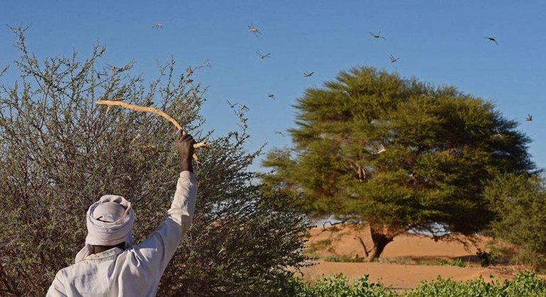 A espécie dos gafanhotos do deserto tem chifres curtos que podem formar grandes enxames e ameaçar as produções agrícolas.