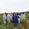 Эксперты проводят  исследования   в Турции,  где обнаружена Пшеничная ржавчина.   Фото ФАО