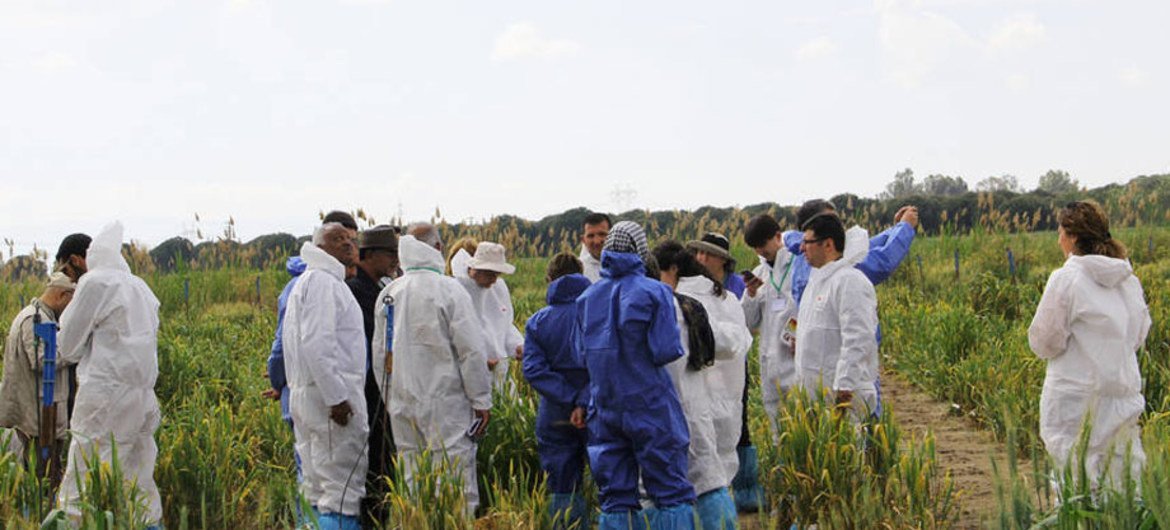 Wheat experts examine a research plot near Izmir, Turkey, affected by wheat yellow rust.