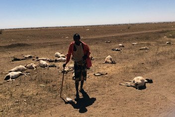 在索马里北部受旱灾影响地区的一名牧民，他原有70只羊，现在已经几乎一半都死了。
