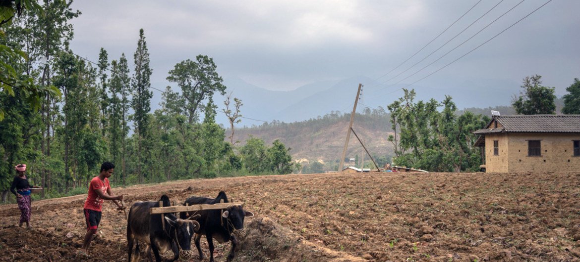 Фермер в Непале обрабатывает землю. Фото ИФАД