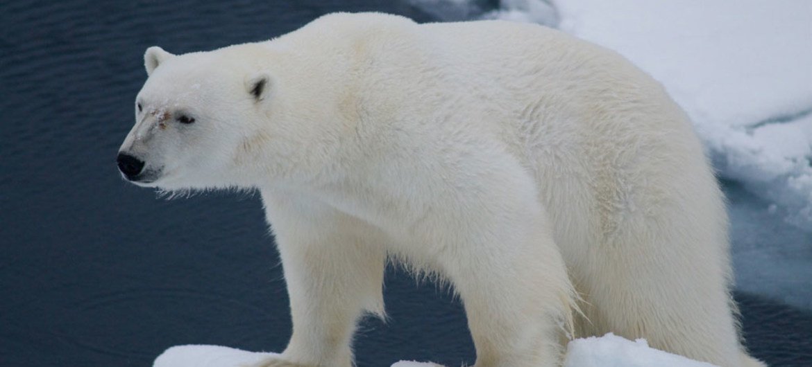 挪威北部斯瓦尔巴德群岛上的北极熊。联合国环境署/Peter Prokosch