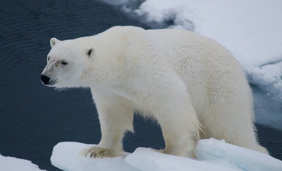 位于挪威大陆和北极之间的挪威群岛斯瓦尔巴群岛的北极熊。