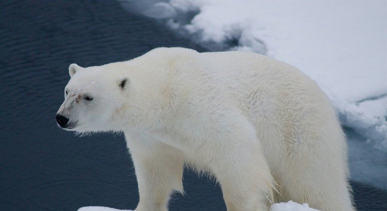 位于挪威大陆和北极之间的挪威群岛斯瓦尔巴群岛的北极熊。