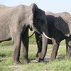 肯尼亚马赛马拉国家保护区的非洲灌木大象。尽管在非洲许多地方偷猎增加，但是马拉的大象数量正在增加。