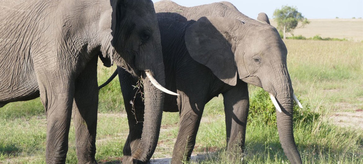 Des éléphants dans la Réserve nationale Maasai Mara, au Kenya.