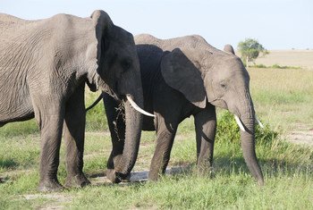 African bush elephants in the Maasai Mara National Reserve, Kenya. Despite increased poaching in many parts of Africa, the elephant population in Mara is presently growing.