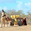 A family in Garissa County, Kenya, treks to the closest water point to fetch water. Two point seven million Kenyans are in need of water and sanitation as a result of the ongoing drought. UNICEFKenya/2017/Serem