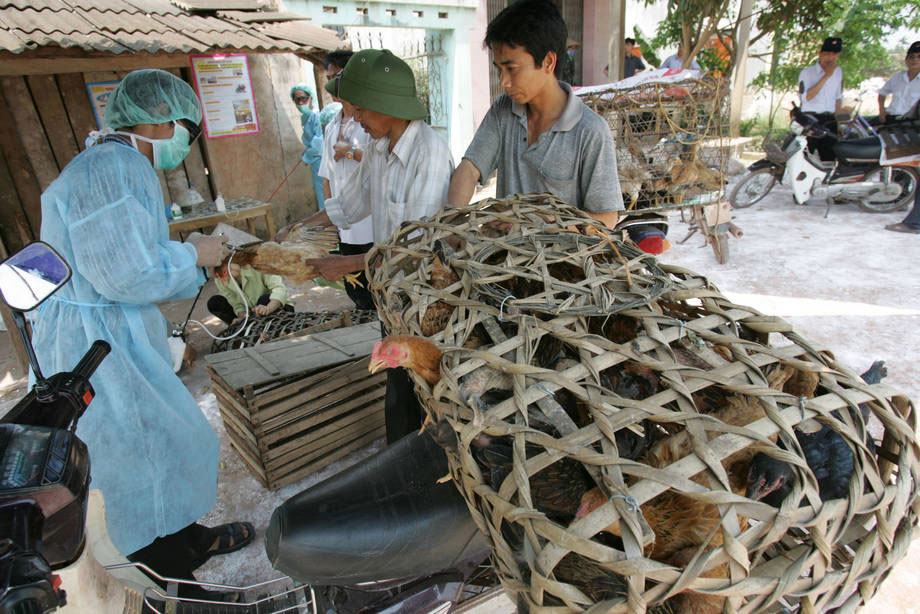 Die Vogelgrippe tritt in Kambodscha erneut auf, warnt die UN-Gesundheitsbehörde