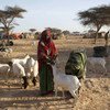 Засуха в Сомали обрекает людей на голод. Фото ФАО/Карен Принслу