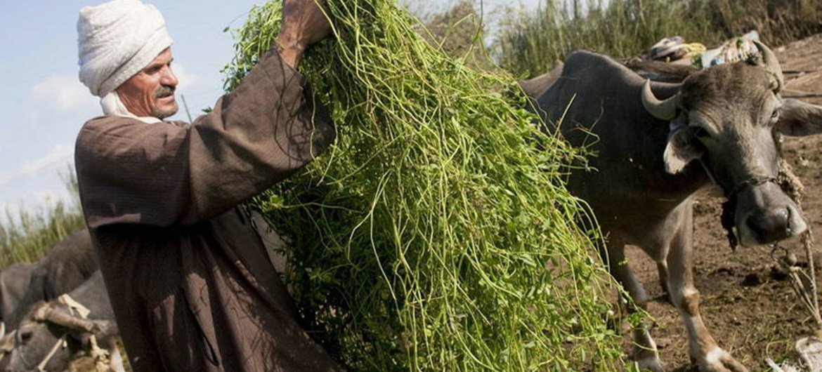 Un agriculteur égyptien nourrissant des vaches avec du fourrage frais.