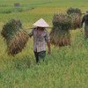 粮农组织图片/Hoang Dinh Nam