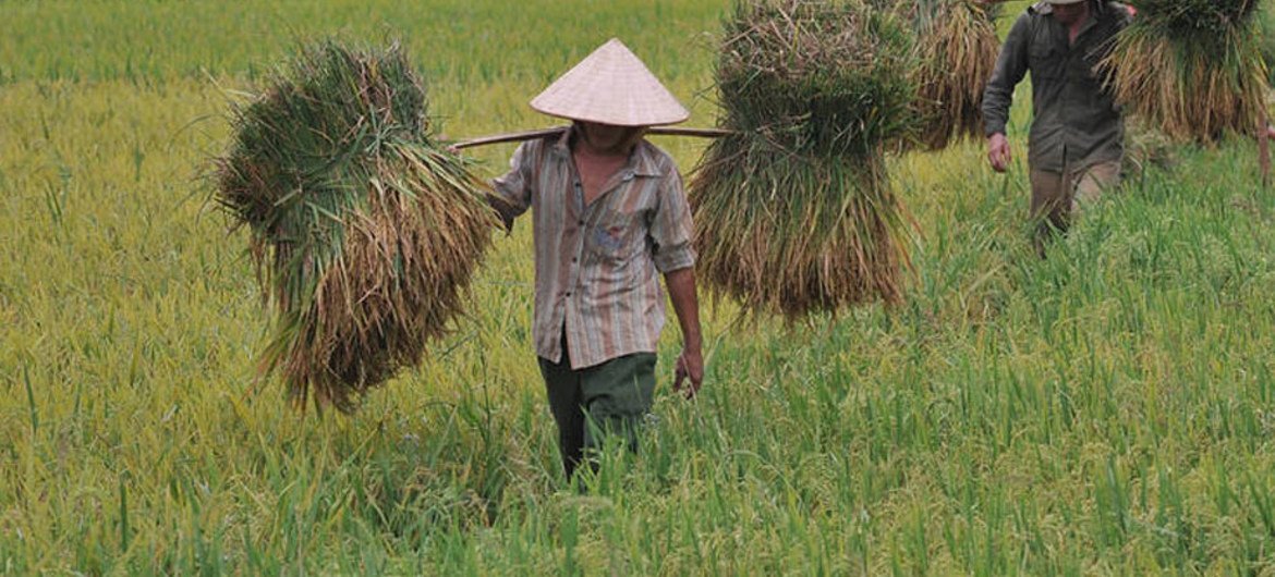 Harvesting rice in Viet Nam. Global rice consumption trends are rising.