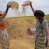 Two women farmers winnow rice on a farm in Mauritania.