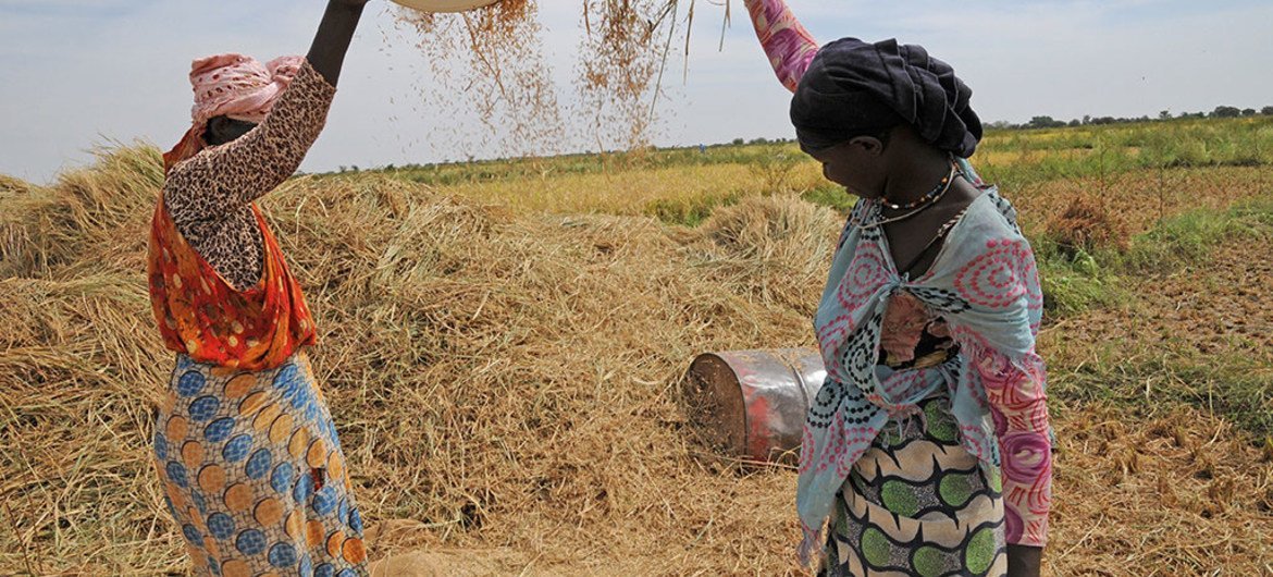 Two women farmers winnow rice on a farm in Mauritania.