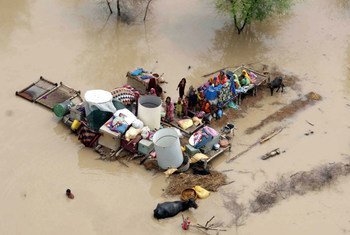 巴基斯坦大规模洪水对当地牲畜和家庭财产造成影响。