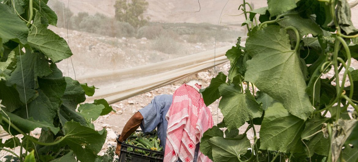 A farmer picks vegetables from a greenhouse in rural Jordan.