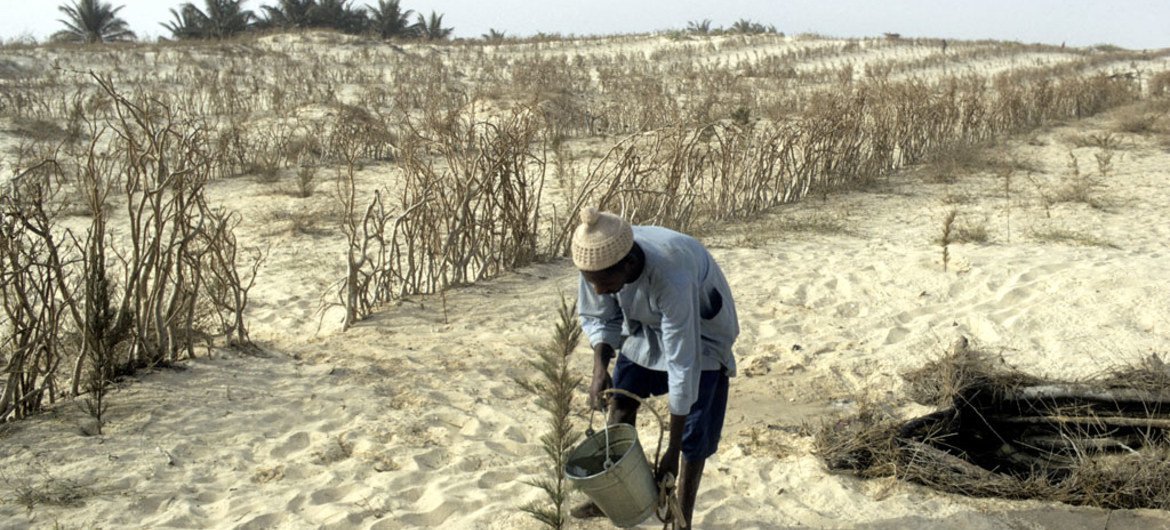 Au Sénégal, un agriculteur arrose des plantes dans une zone touchée par la sécheresse.