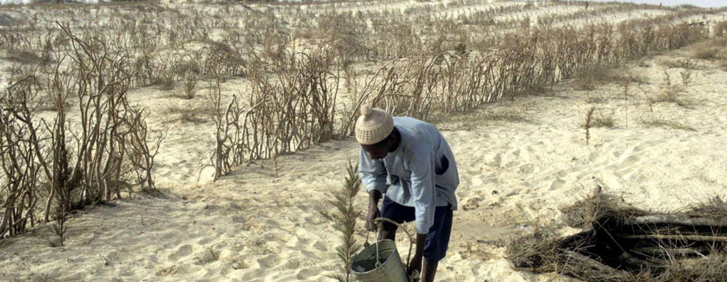 Un agricultor en una zona afectada por Senegal riega las plantas.