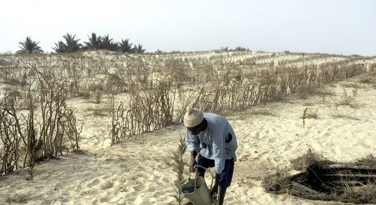 Un agricultor en una zona afectada por Senegal riega las plantas.