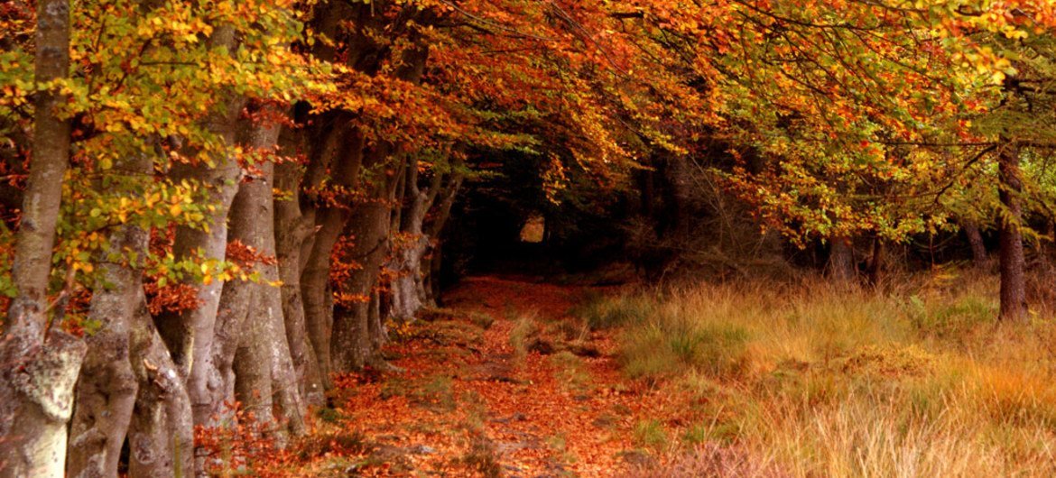La forêt de Selm Muir à West Lothian, en Écosse.