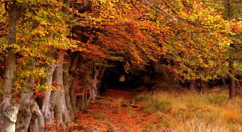 Floresta Selm Muir, na Escócia