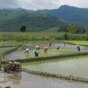 老挝农田。