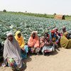 Women at the FAO-supported farm centre in Maiduguri, northeastern Nigeria.