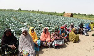 Des femmes dans une ferme soutenue par la FAO à Maiduguri, au nord-est du Nigéria. Photo FAO/Pius Utomi Ekpei