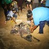 Ms. Lakhan Baptiste (right), with the organization Nature Seekers, gets help measuring a leatherback turtle that has just laid her eggs on Matura Beach. The group has become a model for conservation efforts in the Caribbean region.