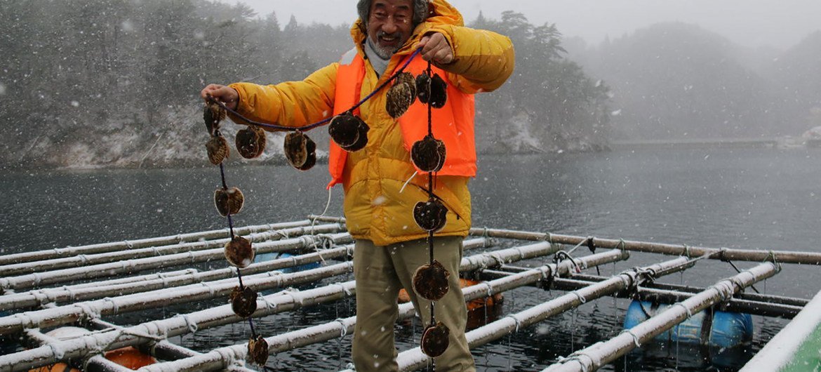 Shigeatsu Hatakeyama recoge ostras en su balsa.