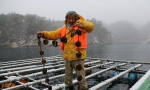 Shigeatsu Hatakeyama picks up oysters on a farm raft.